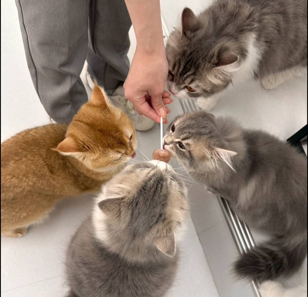 猫好きさんのために